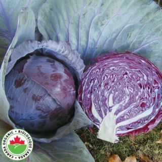 Buscaro Organic Cabbage Thumbnail